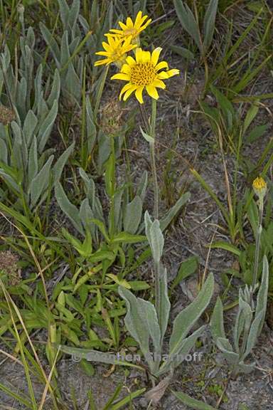 arnica mollis 3 graphic